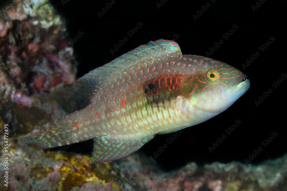 Young, Stareye Parrotfish (Calotomus carolinu) still in transition, Maui; Hawaii, United States of America