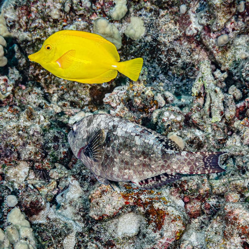 Camouflage versus flaunt, Hawaii, USA