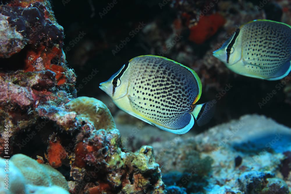 Peppered butterflyfish