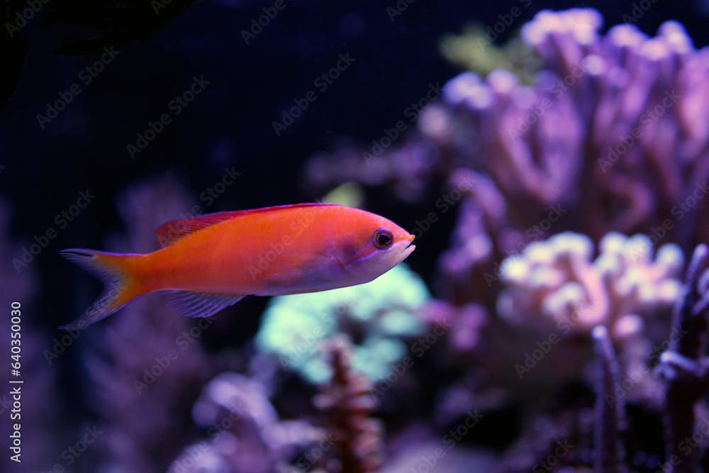 Male Randall's Anthias - (Pseudanthias randalli) 