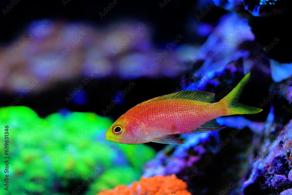 Female Randall's Anthias - (Pseudanthias randalli) 