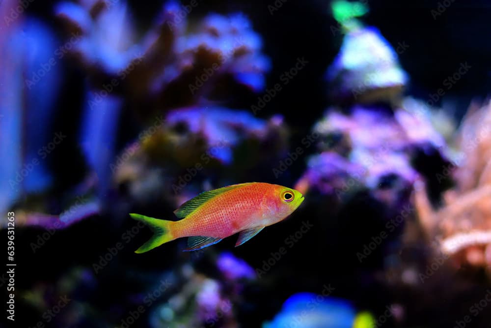 Female Randall's Anthias - (Pseudanthias randalli) 