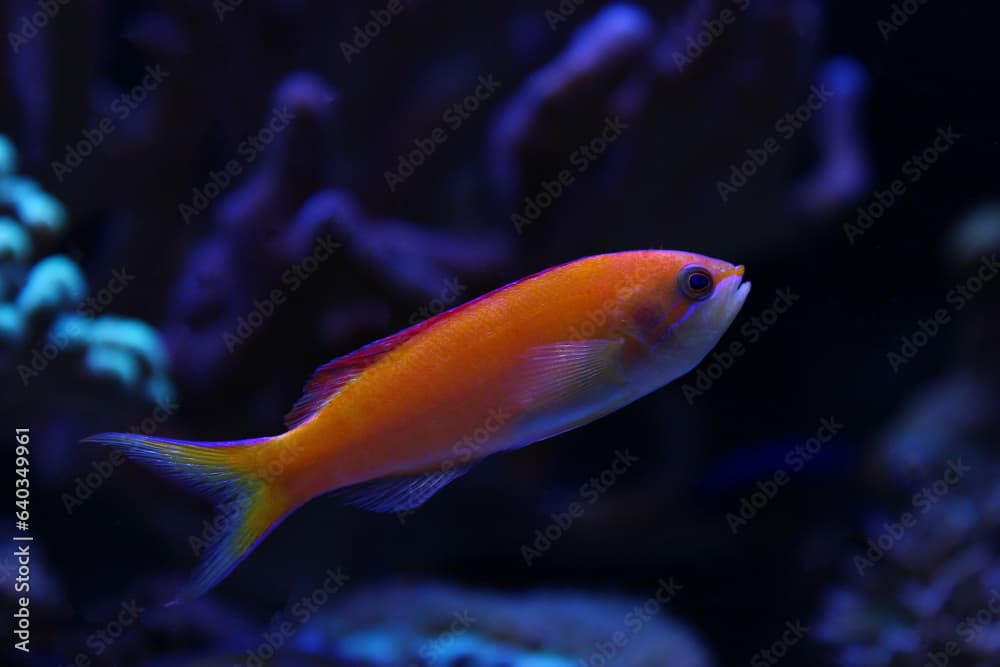 Randall's Anthias - (Pseudanthias randalli) 