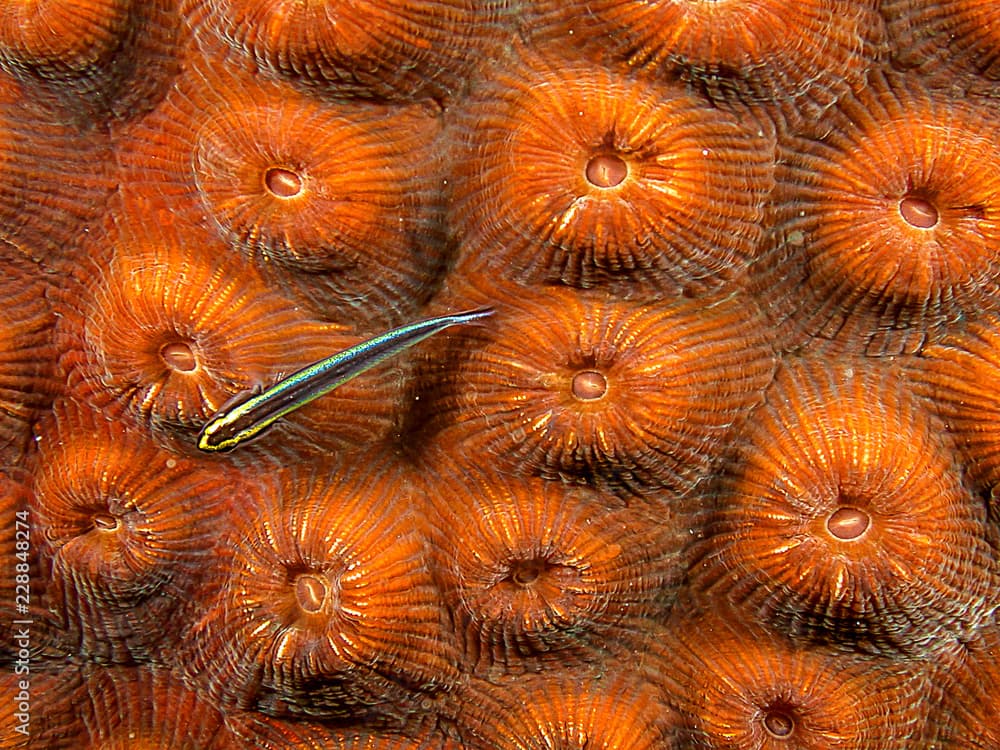 Elacatinus horsti, yellowline goby