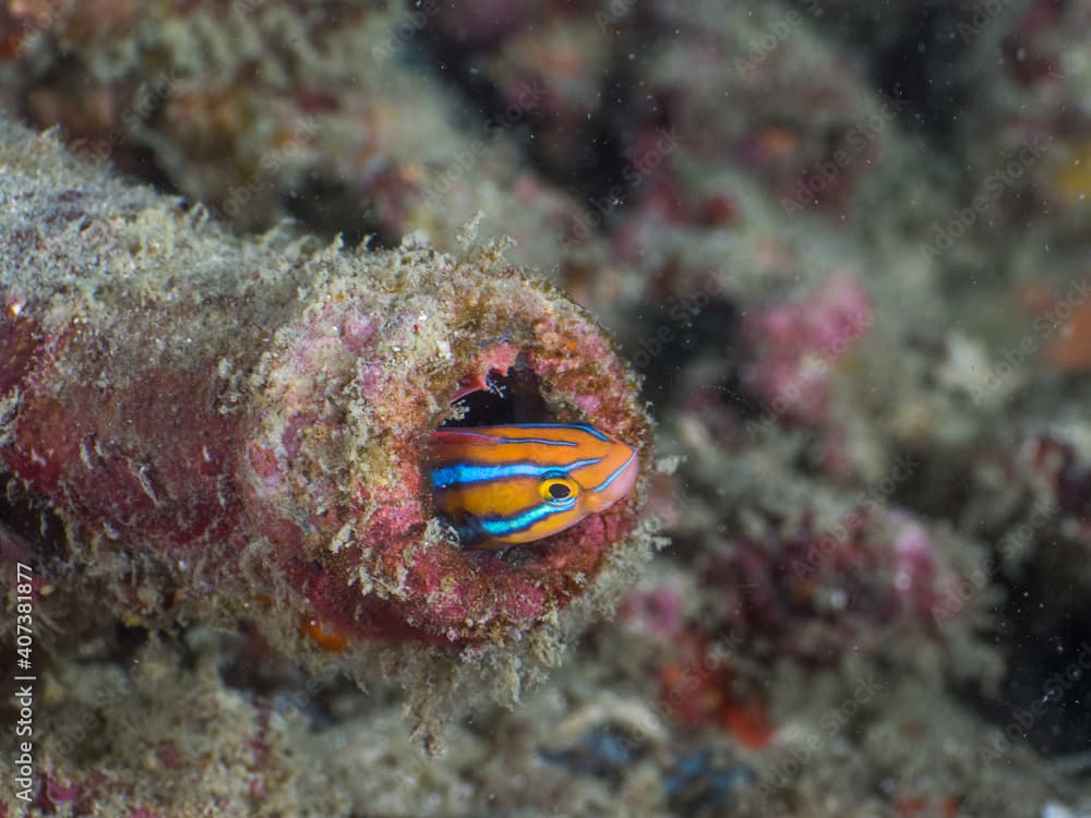 Bluestriped fangblenny in an abandoned bottle (Mergui archipelago, Myanmar)