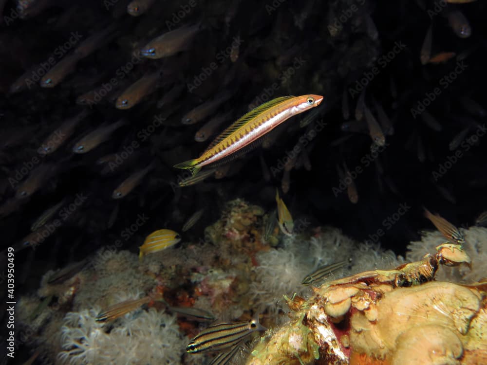 A Piano fangblenny Plagiotremus tapeinosoma