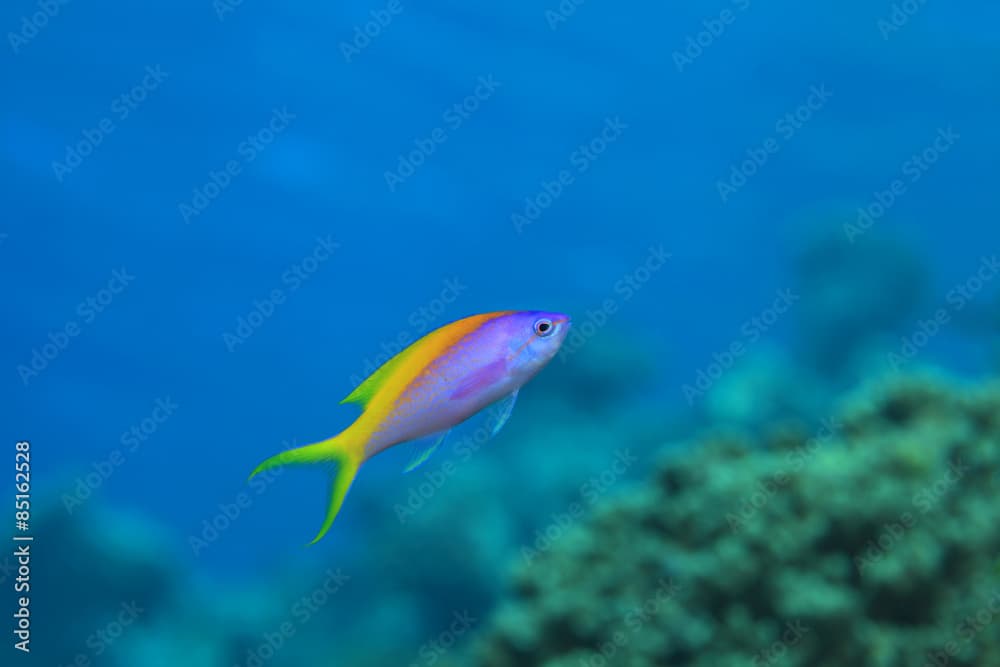 Yellowback anthias (Pseudanthias evansi) 