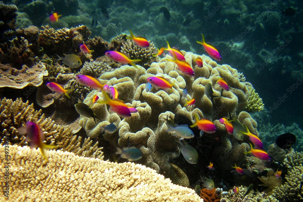 Yellowback Anthias - Yellow-tail Basslet - Pseudanthias Evansi in natural environment of Maldives coral reef.