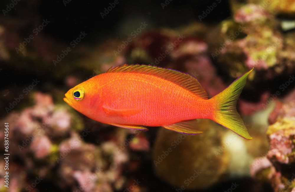 female Yellowtail Anthias (Pseudanthias flavicauda)