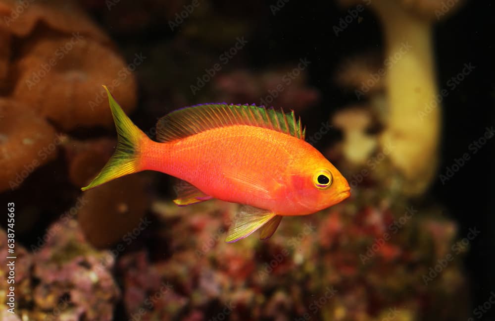 female Yellowtail Anthias (Pseudanthias flavicauda)