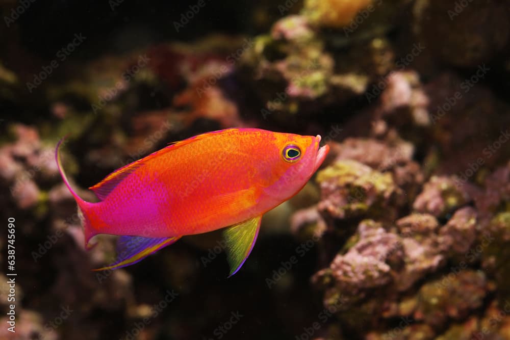 Colorful Male Yellowtail Anthias (Pseudanthias flavicauda)