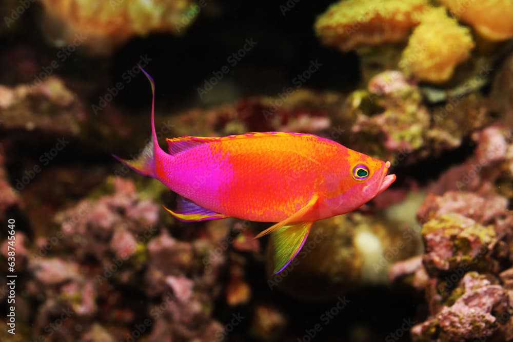 Male Yellowtail Anthias (Pseudanthias flavicauda)