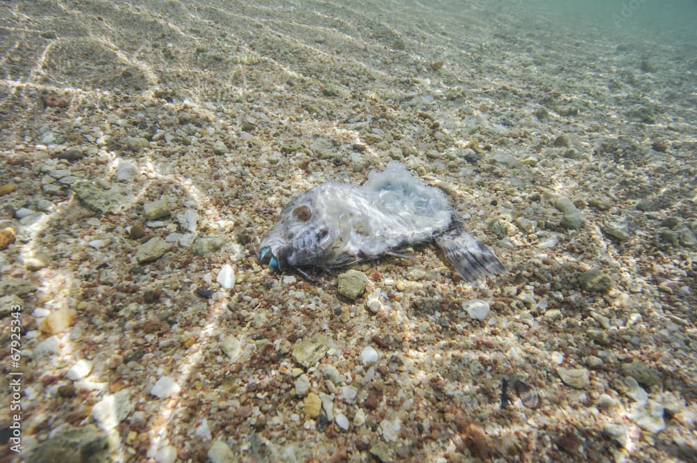 Dead parrotfish in shallow lagoon