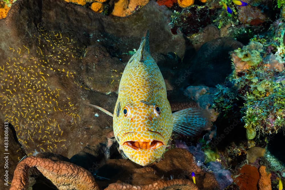 A tiger grouper smiles for the camera from the reefs of Grand Cayman. Look closely and see cleaner gobies on the big fish busily working away on their symbiotic relationship