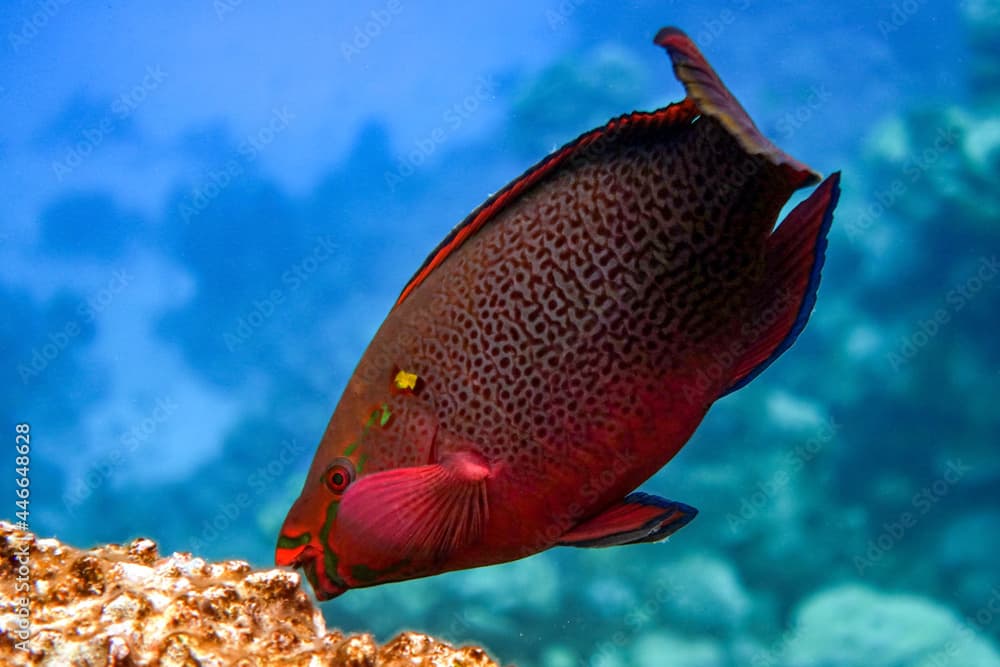 Scarus niger - Dusky parrotfish by coral, Red Sea