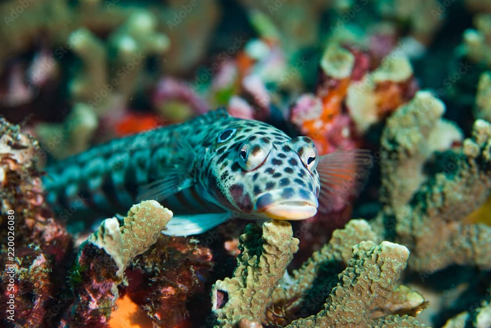 Latticed sandperch Parapercis clathrata