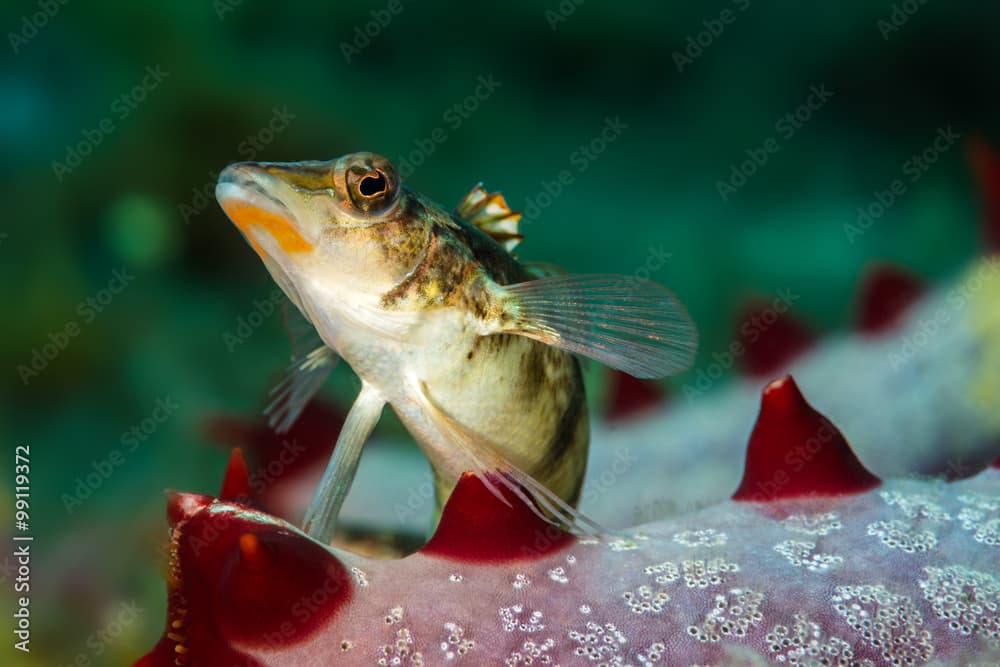 Posing sandperch on a superb sea star in Malapascua