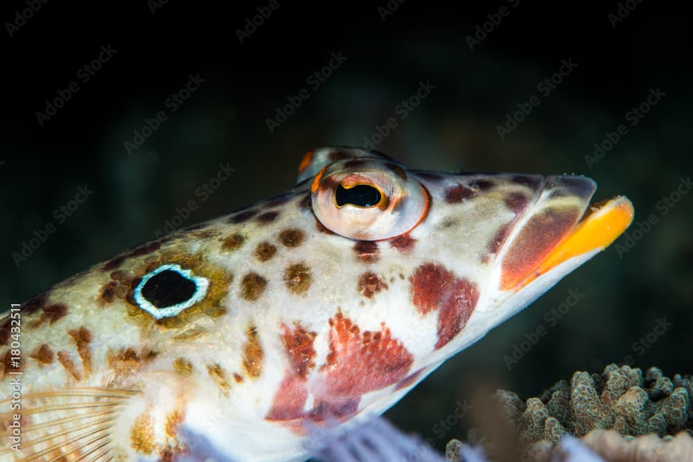 latticed sandperch fish on a coral reef