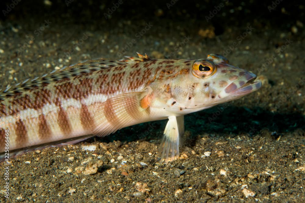 female latticed sandperch