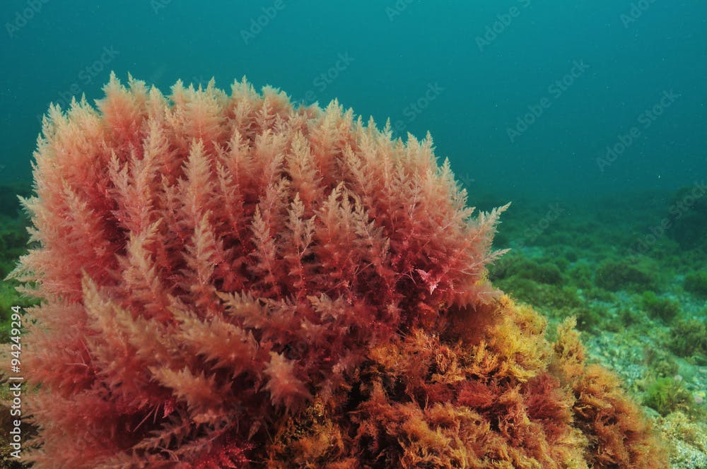 Bush of red algae moving in turbid water