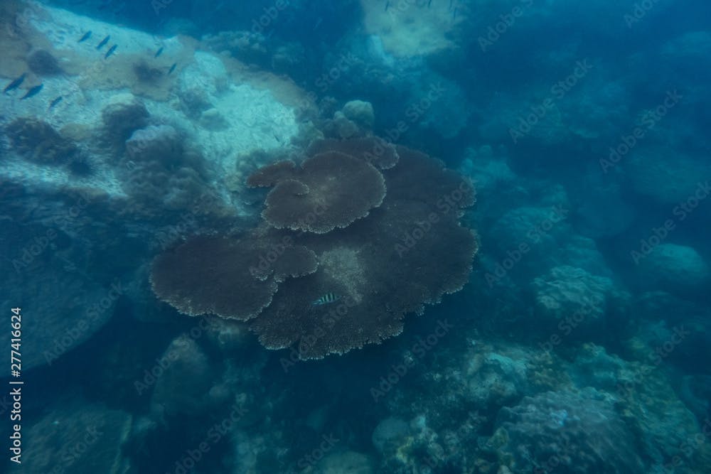 big coral in sea (Turbinaria peltata)