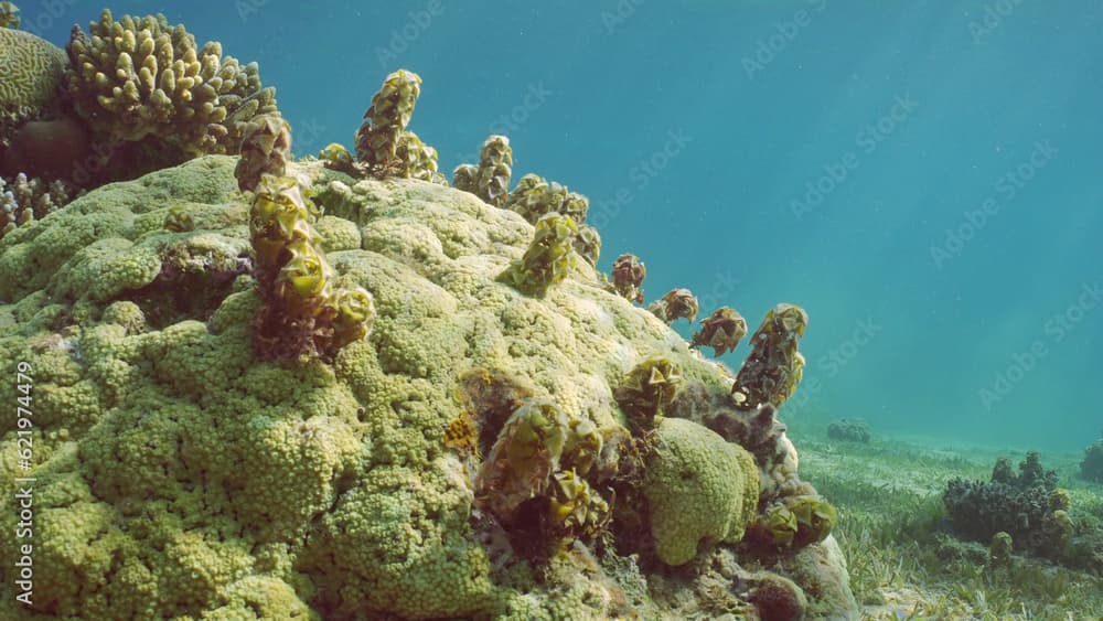 Marine brown algae Spiny Leaf Seaweed (Turbinaria) growing on hard coral. Underwater seascape, Red sea, Egypt