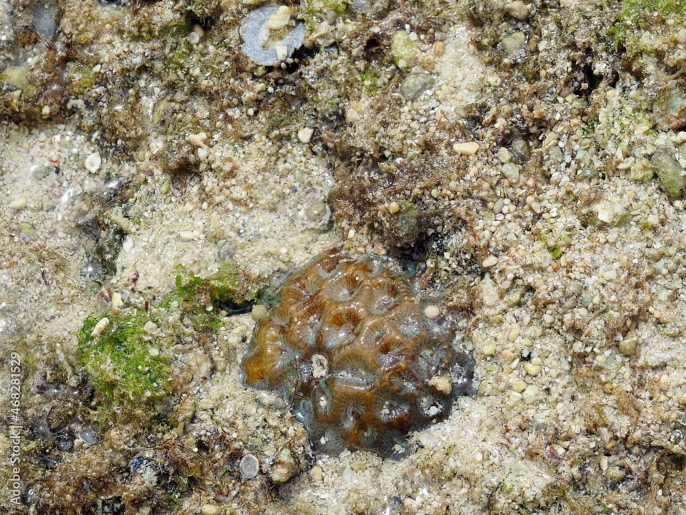 Okinawa,Japan - November 2, 2021: Closeup of Favia speciosa or Dipsastraea speciosa at Shimojishima island, Okinawa, Japan
