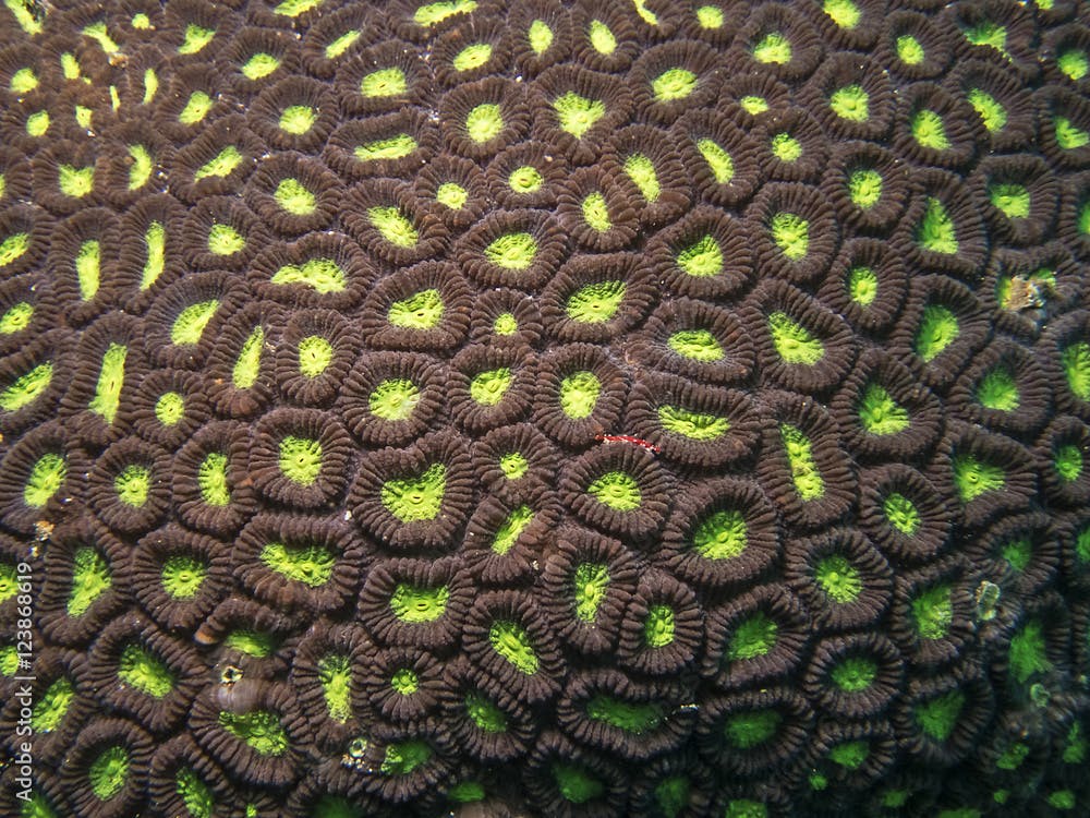 Two colored star coral, Zweifarben-Sternkoralle (Favia speciosa)