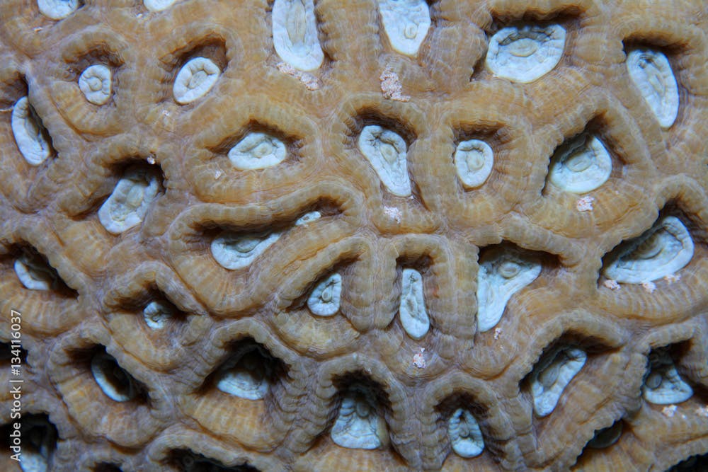 Close up of colonial stony coral