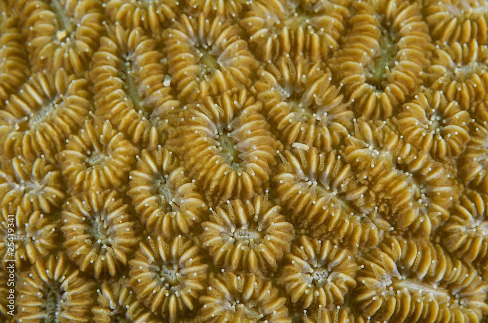 Elliptical Star Coral(Dichoconia stokesii) polyp detail