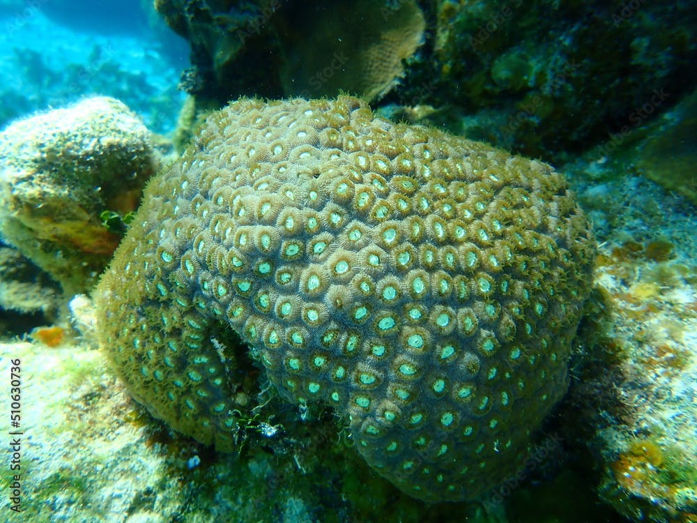Great star coral or false knob coral, large-cupped boulder coral (Montastraea cavernosa) undersea, Caribbean Sea, Cuba, Playa Cueva de los peces