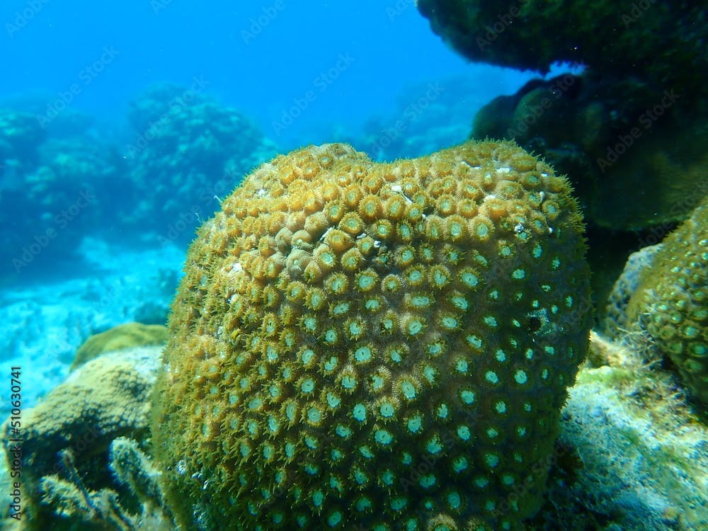 Great star coral or false knob coral, large-cupped boulder coral (Montastraea cavernosa) undersea, Caribbean Sea, Cuba, Playa Cueva de los peces