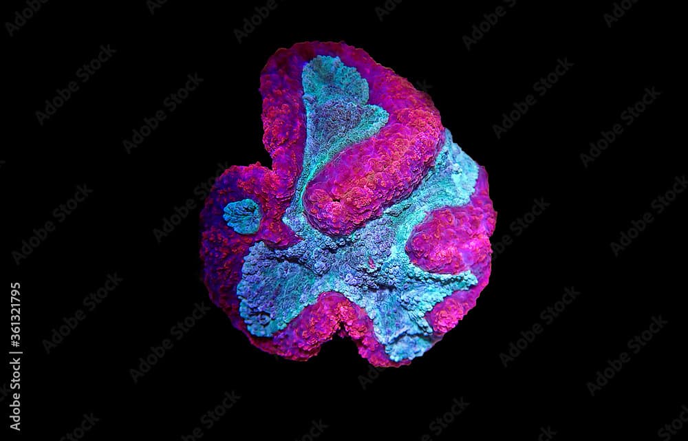 Symphyllia Brain LPS Coral (Symphyllia agaricia) 