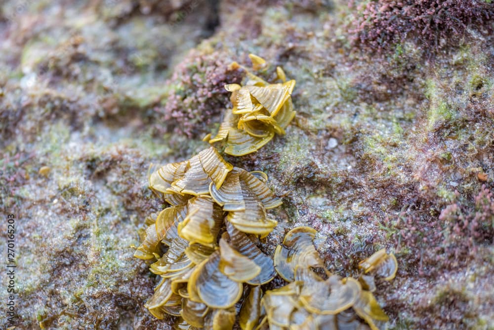 Brown algae of the genus Padina Pavonica on the rock after low tide.