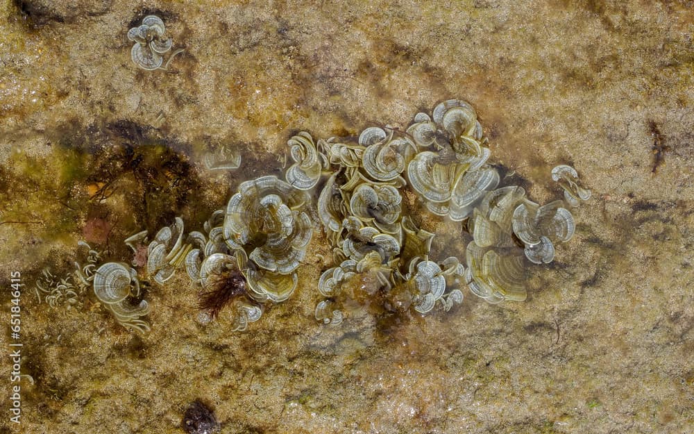 peacock's tail (Padina pavonica) seaweed on a rock during low tide