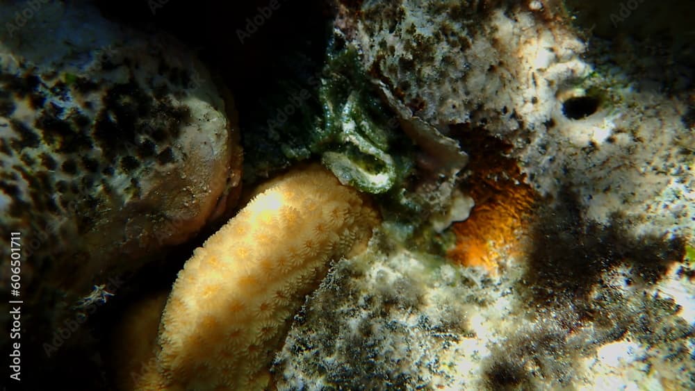 Knob coral (Goniastrea stelligera) close-up undersea, Red Sea, Egypt, Sharm El Sheikh, Nabq Bay