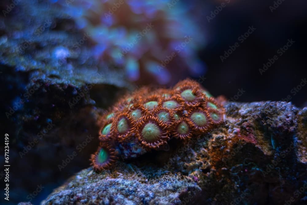 healthy zoanthus colony, fluorescent soft polyp grow on frag plug, animal in live rock ecosystem, nano reef marine aquarium bottom, popular pet species, blue LED low light, coral farm cultivation