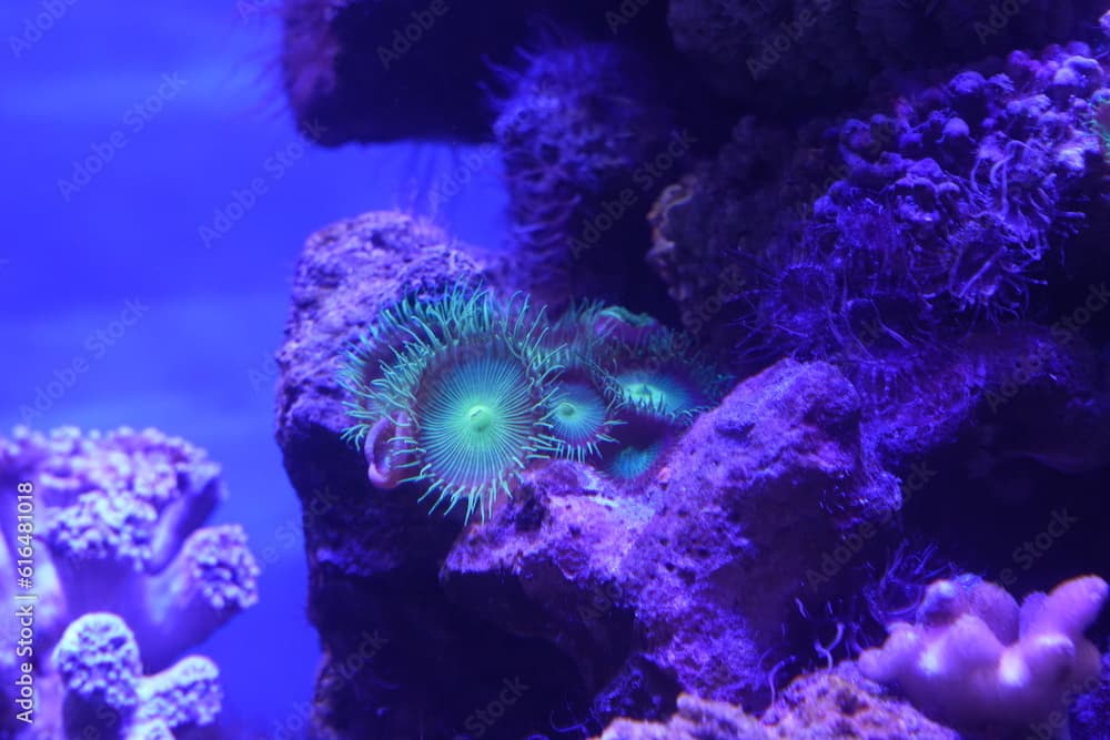 Button Polyps|Bright Green Zoanthid Polyp Soft Corals	