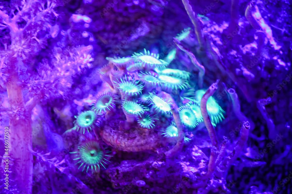 Green Button Polyps 