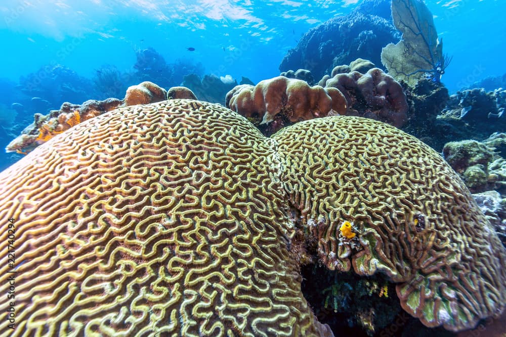 Caribbean coral reef