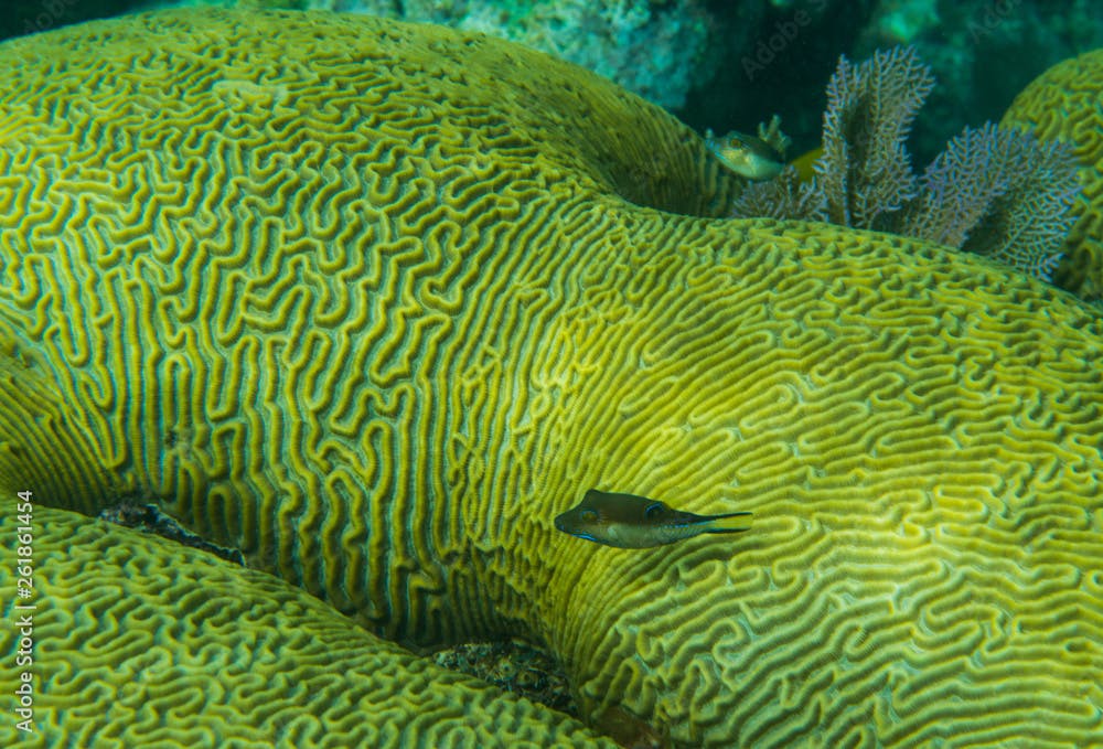 Spotted Trunkfish, Boulder Brain Coral