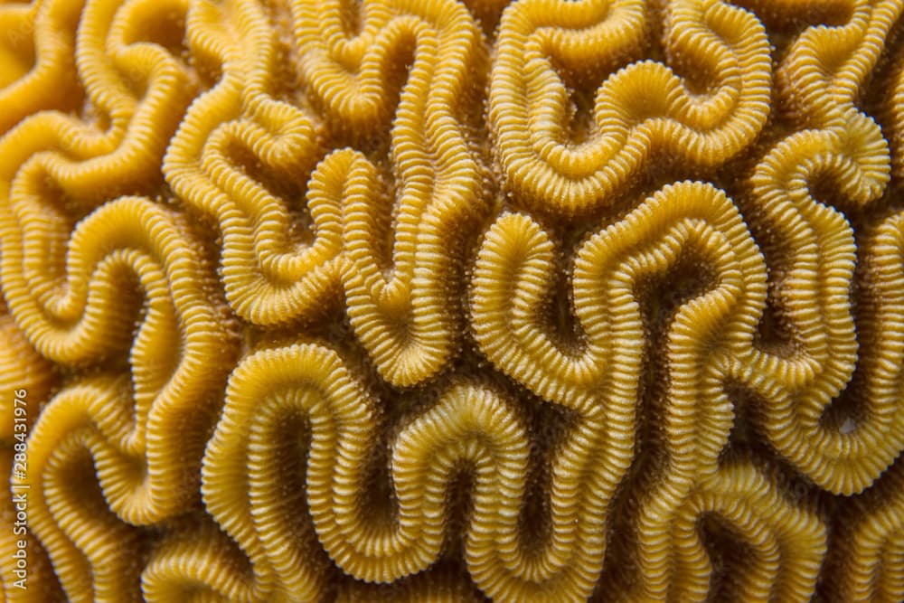 Closeup of Grooved Brain Coral Pattern