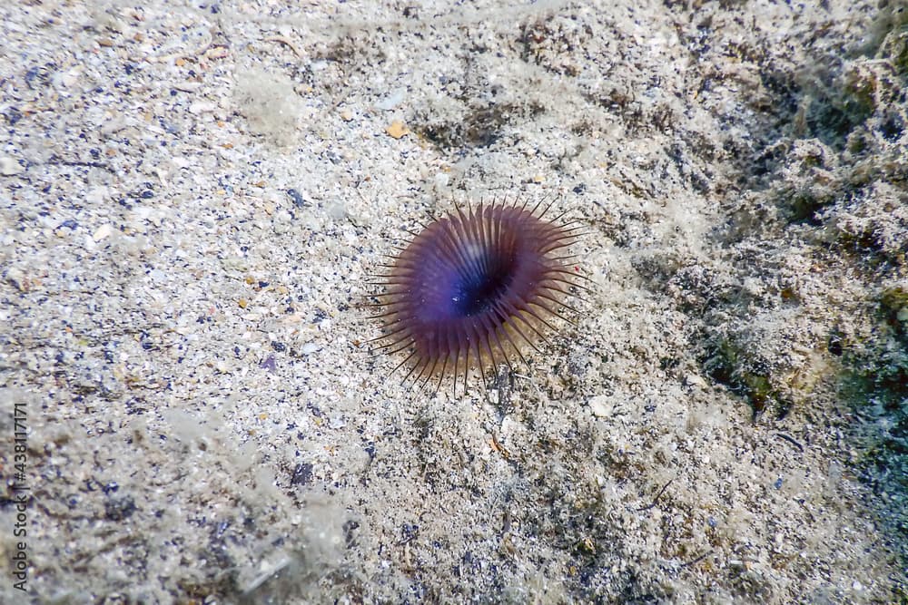 Slime tube worm (Myxicola infundibulum) sea bottom