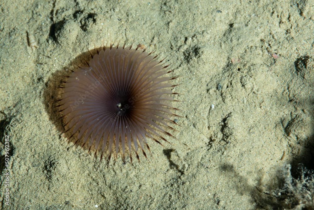 Myxicola infundibulum, organismo vermiforme sepolto nella sabbia, all'esterno solo i tentacoli branchiali legati tra loro