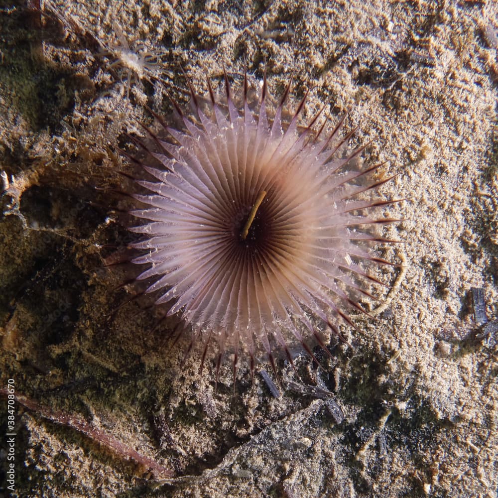 Slime tube worm or Slime feather duster (Myxicola infundibulum) in Etang de Thau (France)