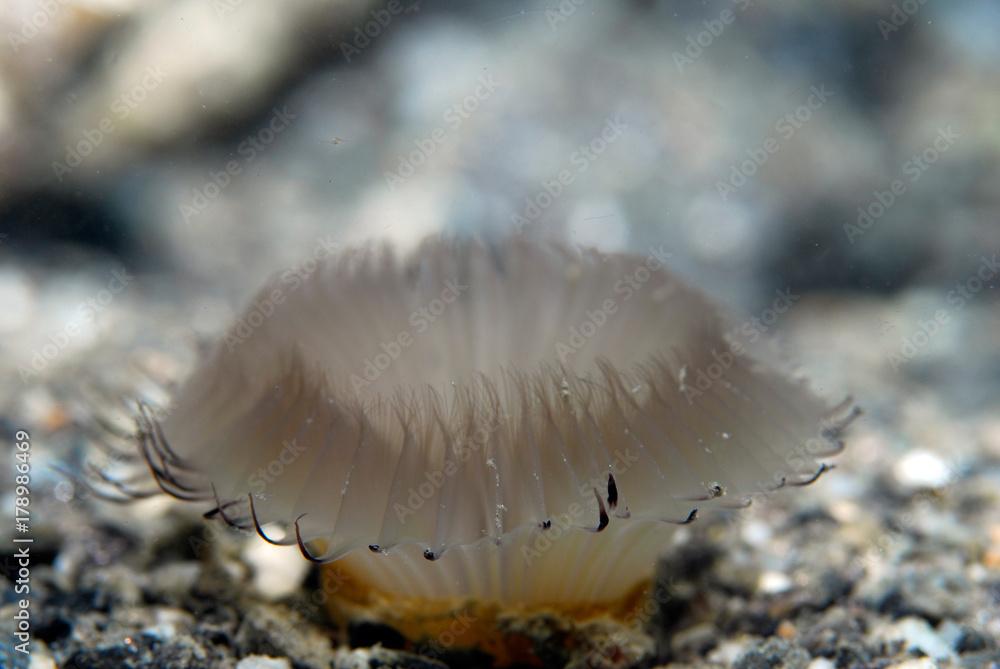 Myxicola infundibulum 808, gusano de funda