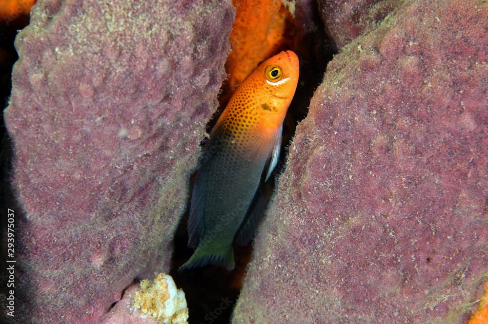 Lyretail dottyback, Pseudochromis steenei, Sulawesi Indonesia.