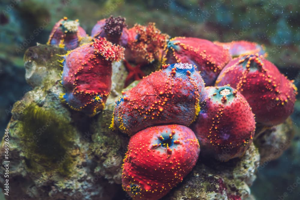 Colorful Lobophyllia LPS coral