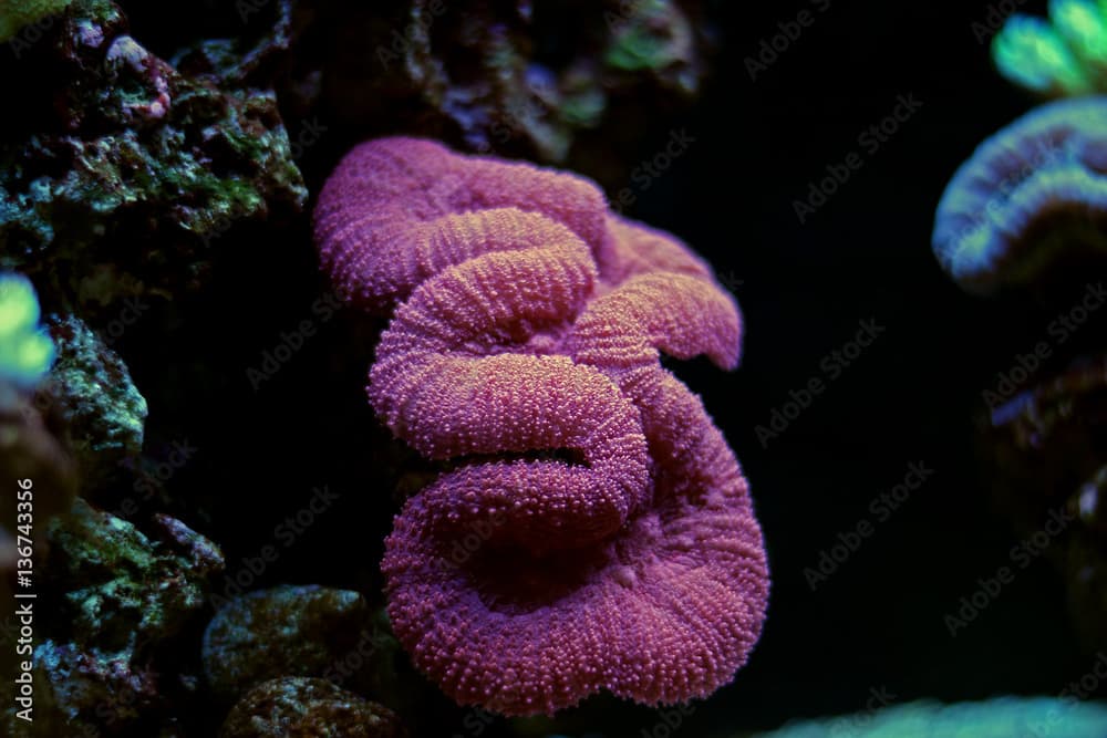 Colorful Lobophyllia LPS coral 