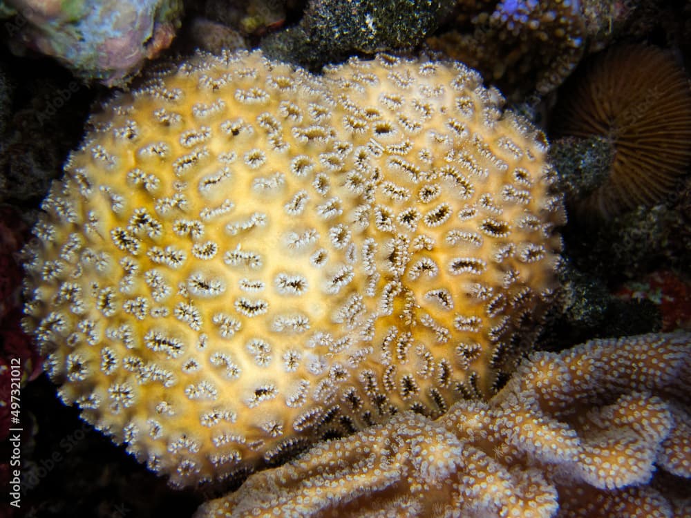 Zoanthidae - Palythoa Tuberculosa - Star Coral close up